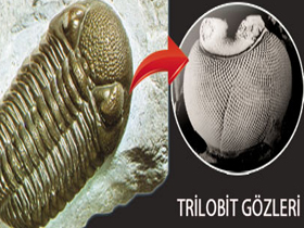 Image result for 540 milyon yıl önce yaşamış olan trilobitlerin gözleri, günümüz sinek ve yusufçuklarının gözlerinden farksız müthiş bir yapıya sahip olan PETEK GÖZLERDİR.