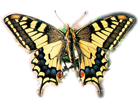kelebek kanadında simetri