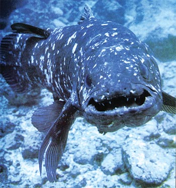 coelacanth