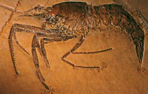 karides fosili