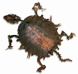 kaplumbağa fosili