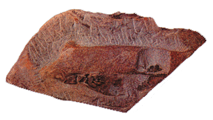 Eusthenopteron foordi fosili