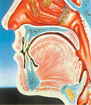 Vestigial Organs Thesis