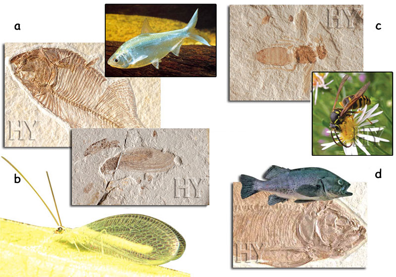 fossil, wasp, herring, neuropteran, trout-perch