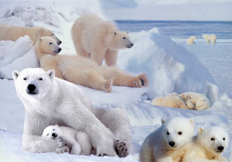 kutup ayıları