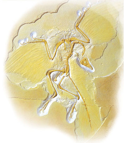 evrim, yaratılış, archaeopteryx ve fosili