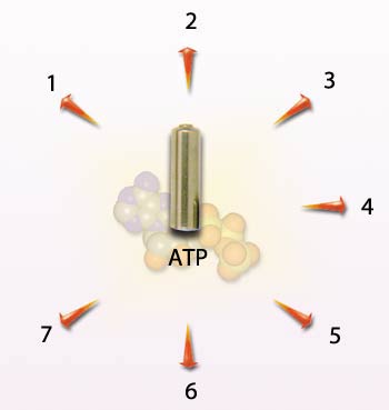 ATP Molecule, Energy