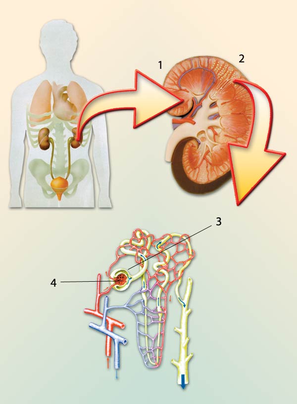 Bowman capsule, kidney