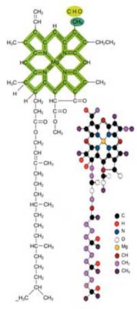 fotosentez, klorofil, atom dizilimi