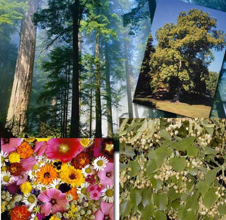 orman, karaağaç, ıhlamur, çiçek, fotosentez