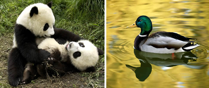 Panda - Ördek
