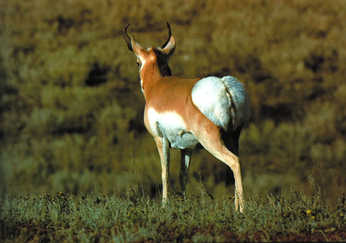Çatal boynuzlu antiloplar -  Antilocapra Americana