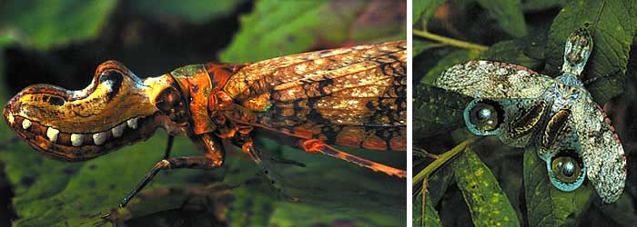 Fulgoriade, tropik bölgelerde yaşayan parlak renkli bir böcektir. 