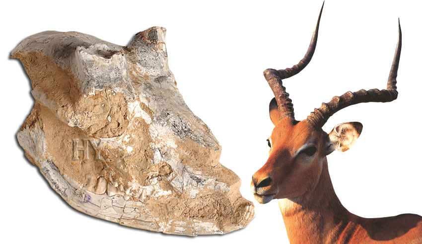 antilop kafatası ve fosili