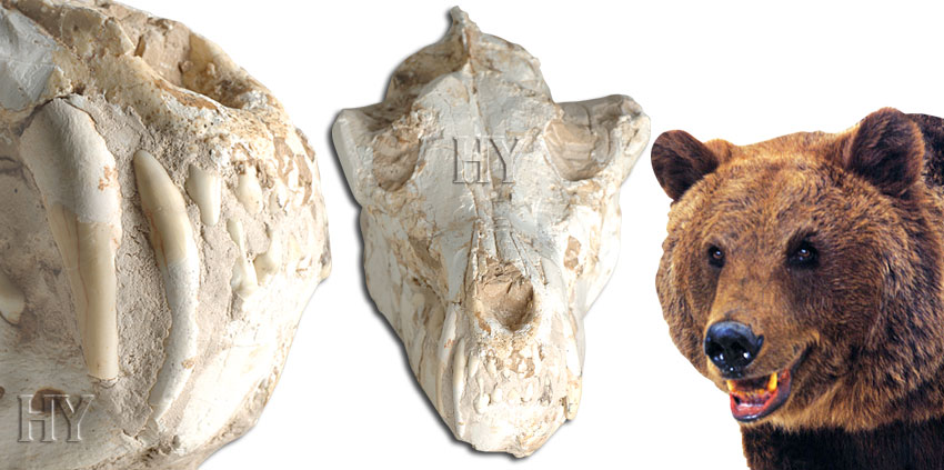 ayı kafatası ve fosili