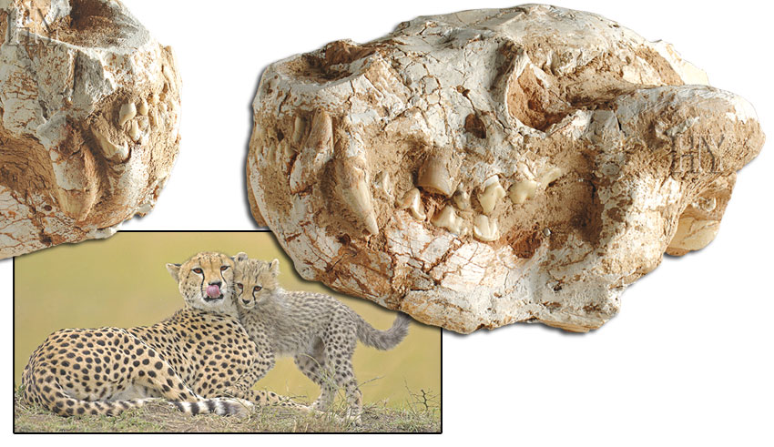 çita kafatası ve fosili