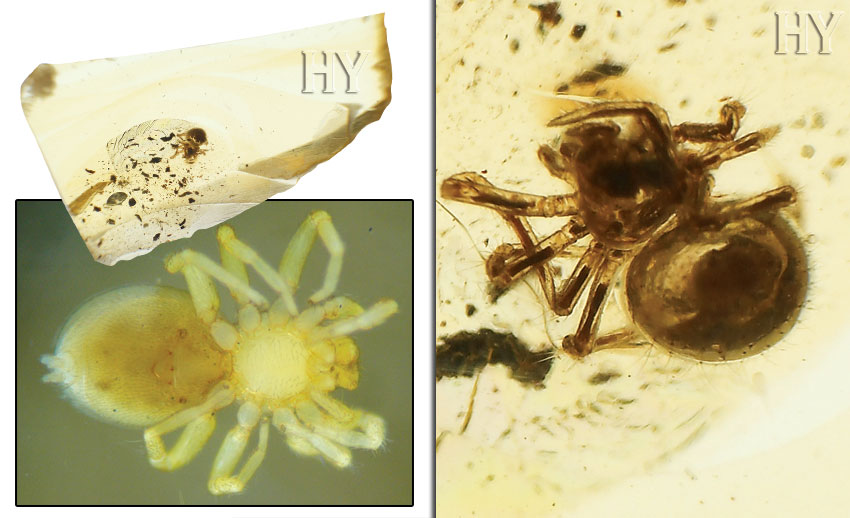 cüce altı gözlü örümcek ve fosili, Onopidae