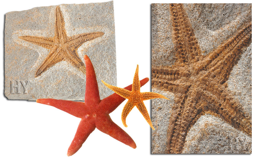 deniz yıldızı ve fosili