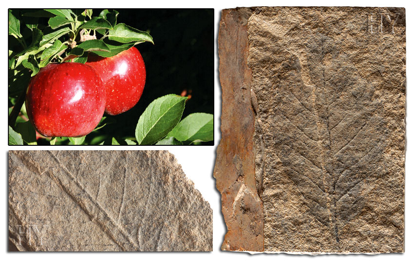 elma ağacı yaprağı ve fosili