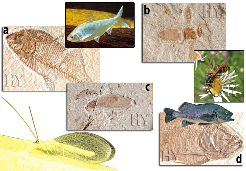 fossil, wasp, herring, neuropteran, trout-perch