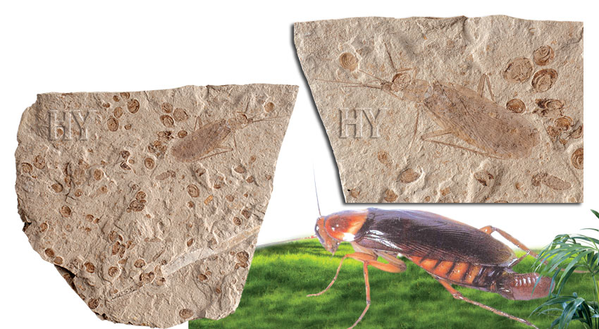 hamam  böceği ve fosili
