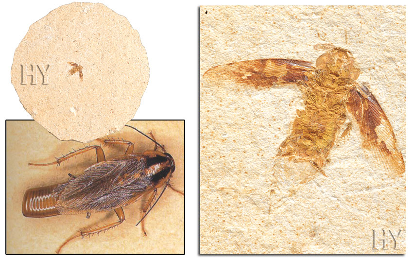hamam böceği ve fosili