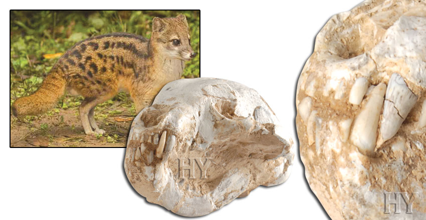 Hint Misk Kedisi Kafatası ve fosili