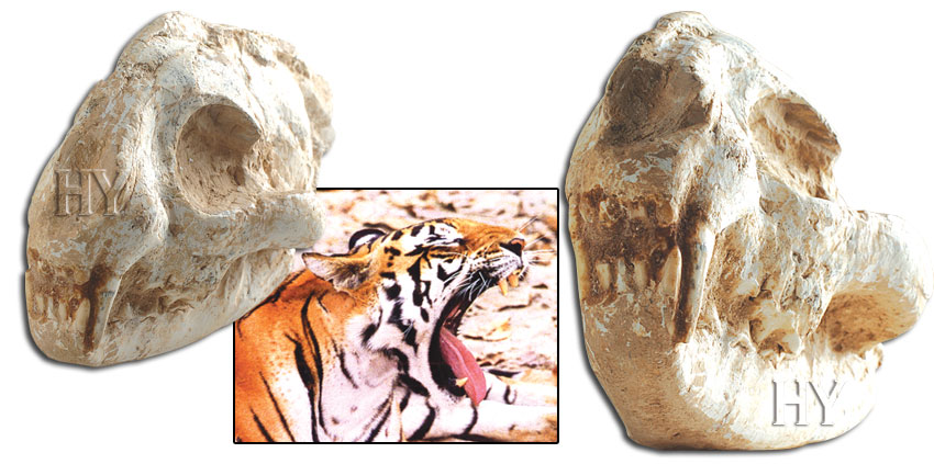 kaplan kafatası ve fosili