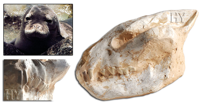 karayip keşiş foku kafatası ve fosili