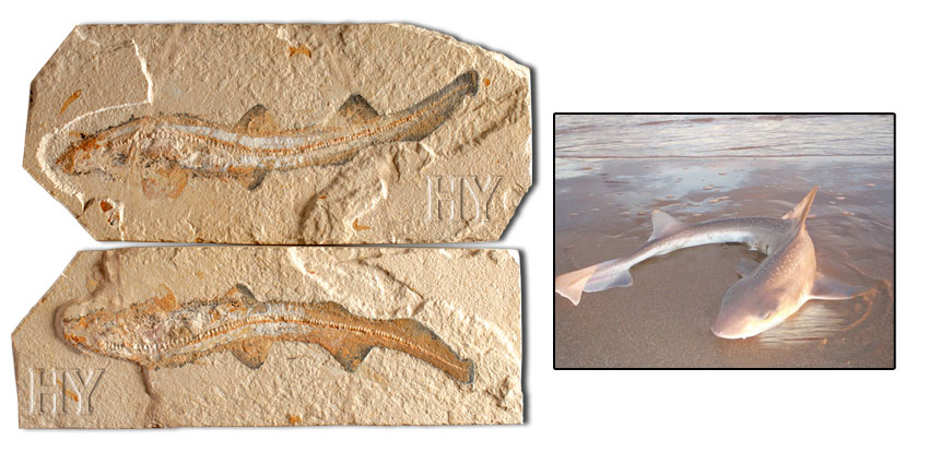 köpek  balığı ve fosili