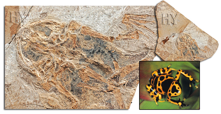 kurbağa ve fosili