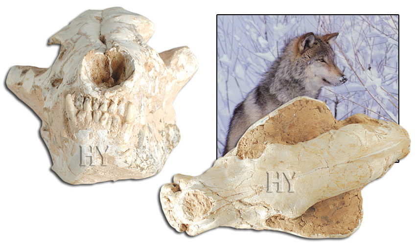 kurt kafatası ve fosili