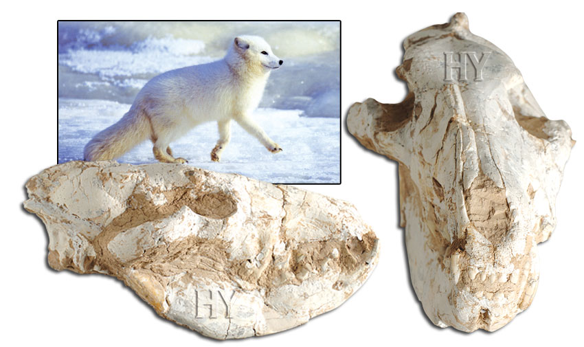 kutup tilkisi kafatası ve fosili