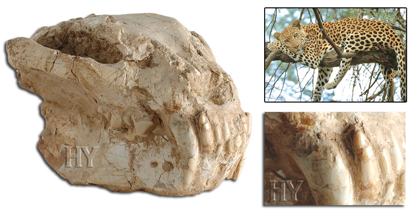 leopar kafatası ve fosili