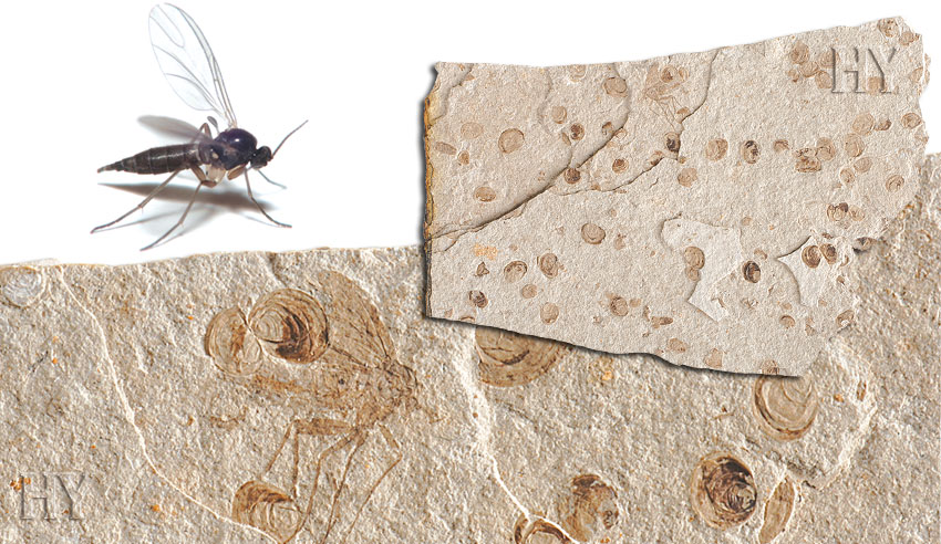 mantar sivrisineği ve fosili