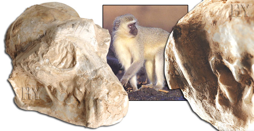maymun kafatası ve fosili