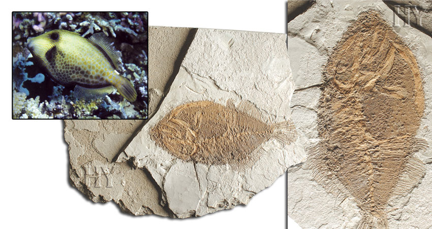 Monacanthus ve fosili