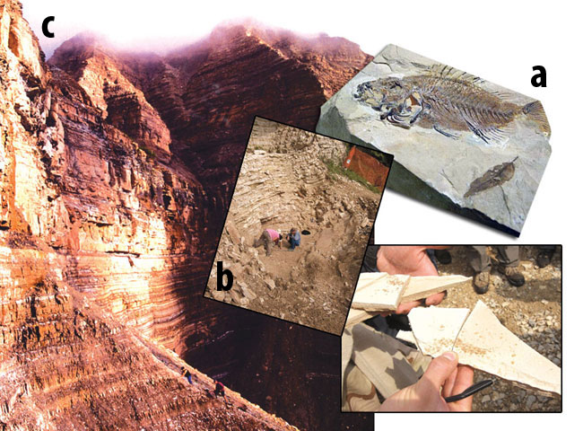 Monte Bolca fosil sahası, İtalya, fosil araştırmaları