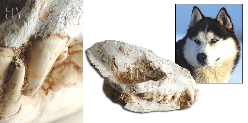 Sibirya kurdu kafatası ve fosili