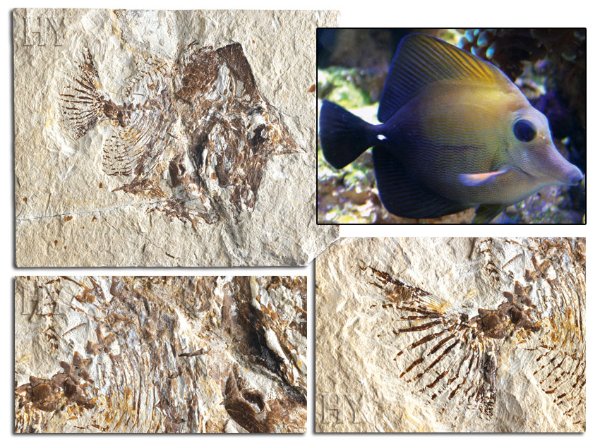 tang balığı ve fosili
