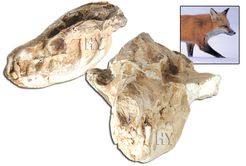 tilki kafatası ve fosili