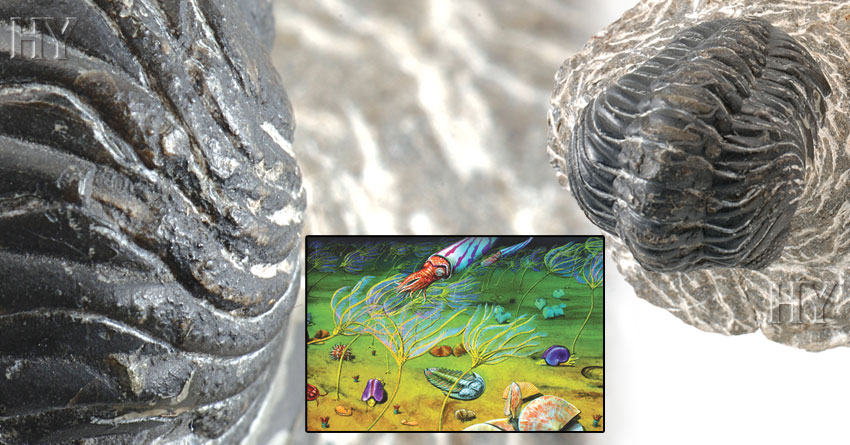 trilobit ve fosili