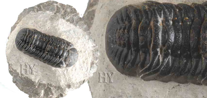 trilobit  fosili
