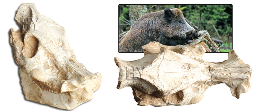 yaban domuzu kafatası ve fosili