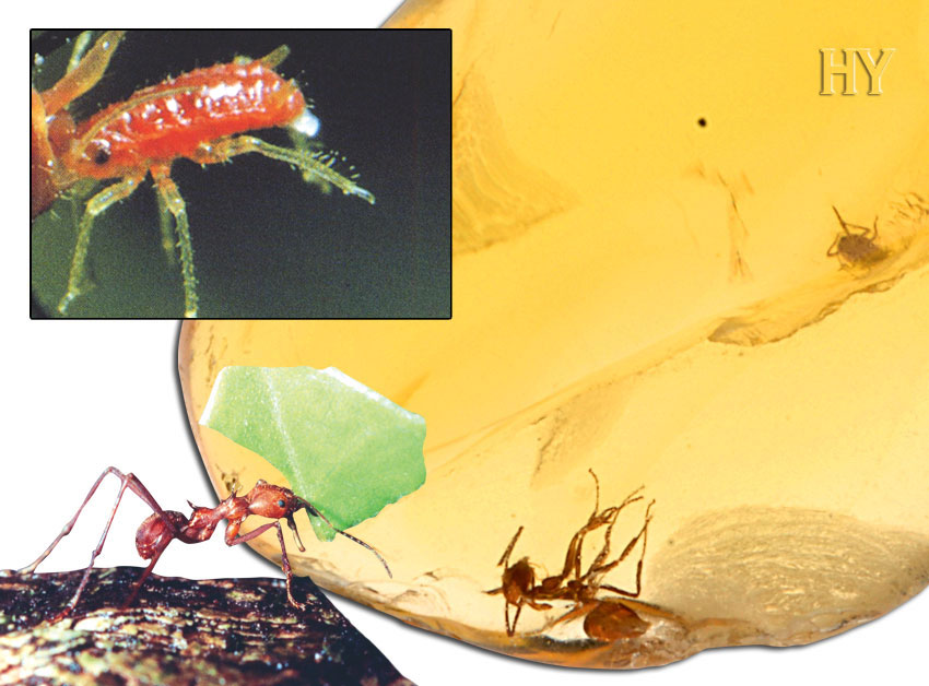 İşçi Karınca, Yaprak Biti Larvası, fosiller