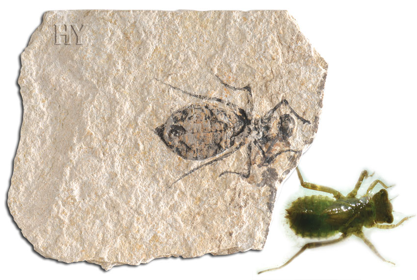yusufçuk larvası ve fosili