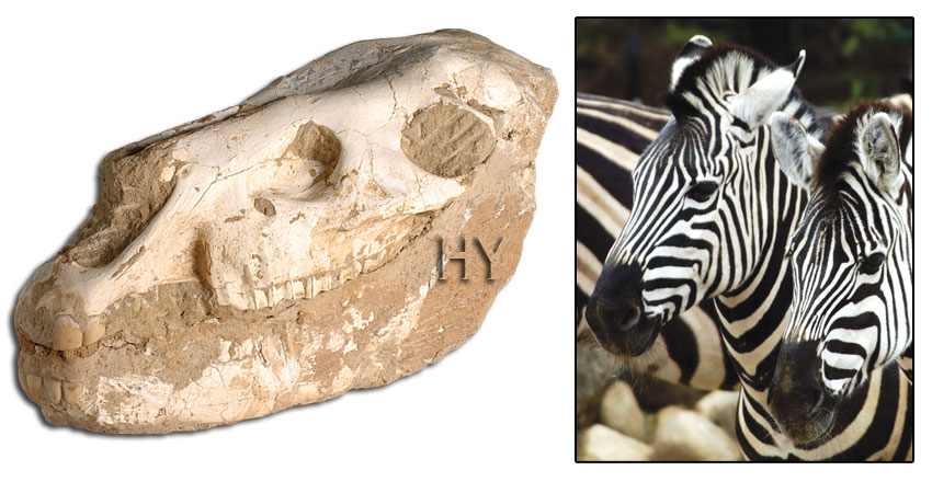 zebra kafatası ve fosili