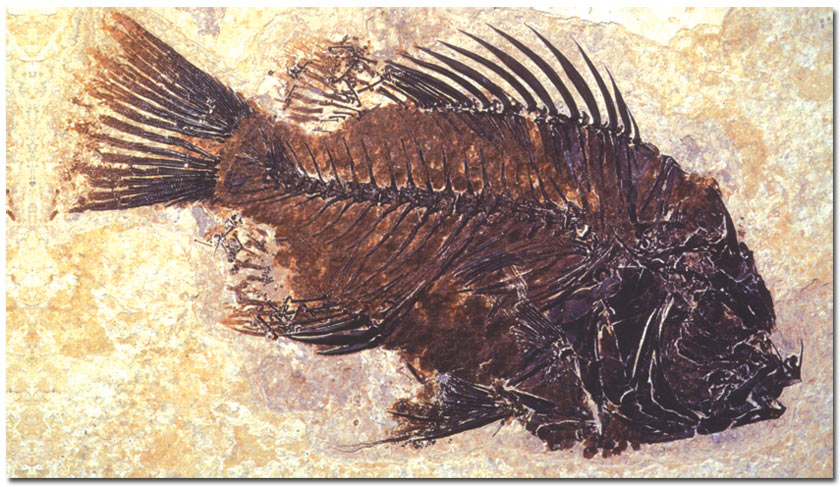 fossil, fish