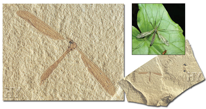 Çayır sivrisineği ve fosili