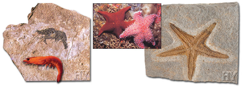 deniz yıldızı, karides, fosil